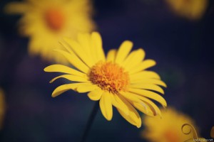 img_1729.jpg